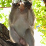 monkeygintonicSmall No ice?