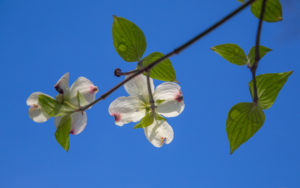 Open Ski and Open Flower